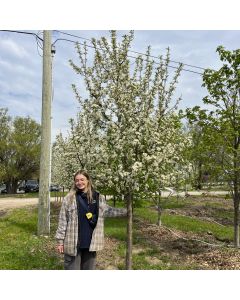 Red Jewel Crabapple