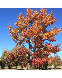 Red Oak