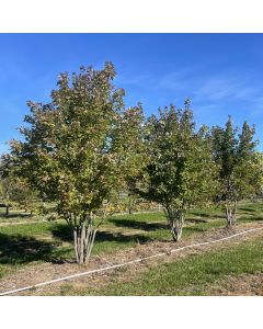 Redpointe Red Maple