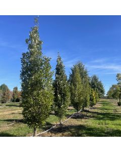 Regal Prince Oak