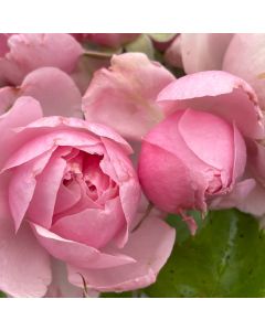 Reminiscent Pink Rose