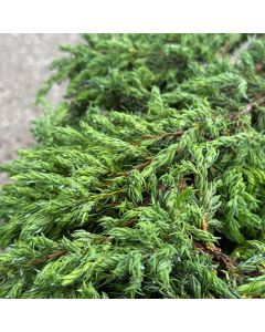 Repanda Juniper