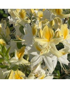 Northern Hi Lights Azalea