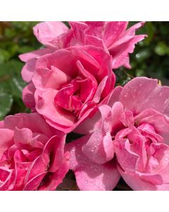 Ringo Double Pink Rose