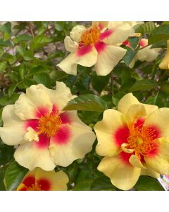 Ringo Shrub Rose