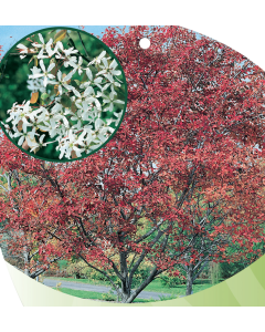 Robin Hill Serviceberry Clump