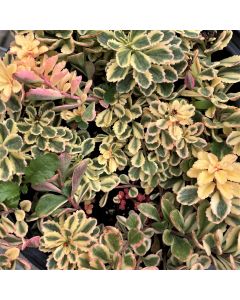 Stonecrop 'Boogie Woogie' 1G