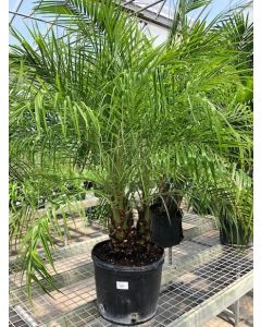 7 gal Roebellinii Palm