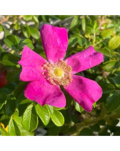 Rugosa Shrub Rose