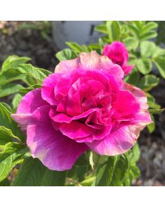Hansa Shrub Rose