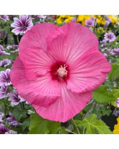 Rose Mallow 'Airbrush' 1G
