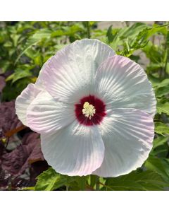 Rose Mallow 'Ballet Slipper' 1