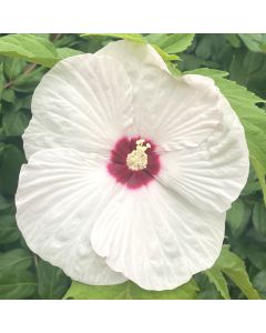 Rose Mallow 'Ballet Slipper' 1