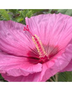Rose Mallow 'Berry Awesome' 1G