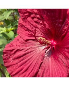 Rose Mallow 'Blackberry Me' 1G