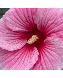 Rose Mallow 'Edge of Night' 1G