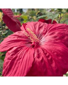 Rose Mallow 'Mars Madness' 1G