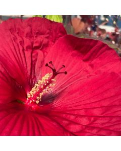 Rose Mallow 'Midnight Marv' 1G