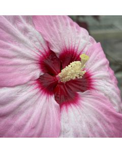 Rose Mallow 'Spinderella' 1G