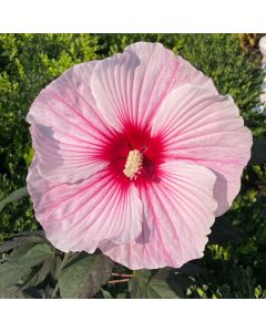 Rose Mallow 'Starry Night' 1G
