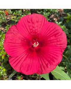 Rose Mallow 'Vintage Wine' 1G