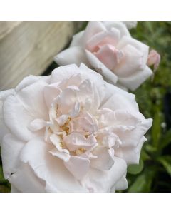 New Dawn Climbing Rose