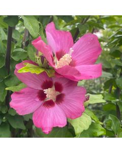 Aphrodite Rose of Sharon