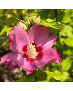 Aphrodite Rose of Sharon