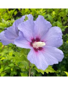 Blue Bird Rose of Sharon