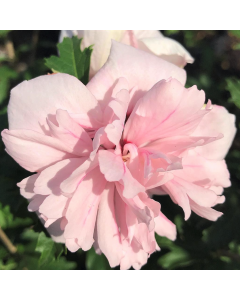 Blush Bride Rose of Sharon