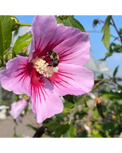 Orchid Satin Rose of Sharon