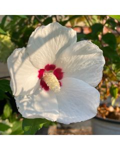 Red Heart Rose of Sharon Std