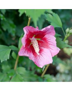 Red Pillar Rose of Sharon