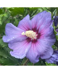 Azurri Blue Rose of Sharon Std
