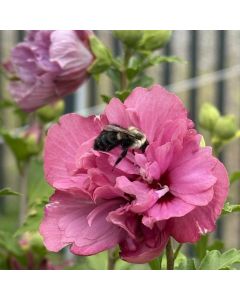 Duc de Brabant Rose of Sharon Std