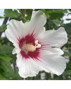 Helene Rose of Sharon Std
