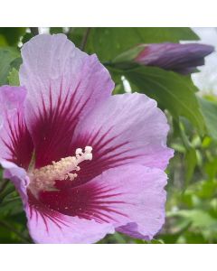 Purple Pillar Rose of Sharon