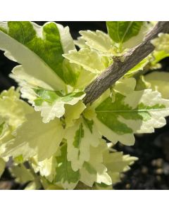 Sugar Tip Gold Rose of Sharon