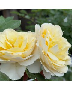 Reminiscent Crema Rose