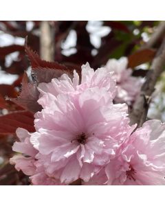 Royal Burgundy Cherry