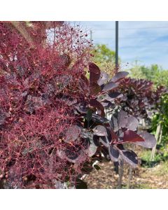 Royal Purple Smokebush