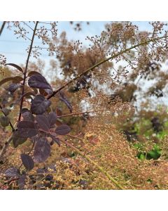 Royal Purple Smokebush Std
