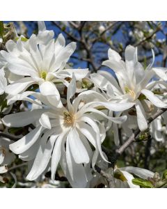Royal Star Magnolia