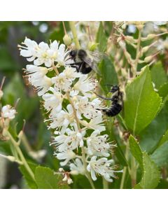 Ruby Spice Summersweet