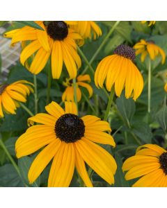 Rudbeckia 'Goldsturm' 1G