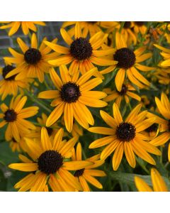 Rudbeckia 'Little Goldstar' 1G