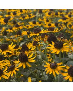 Rudbeckia 'Little Goldstar' 1G