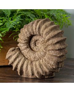 Sea Ammonite