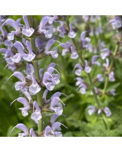 Sage 'Crystal Blue' 1G