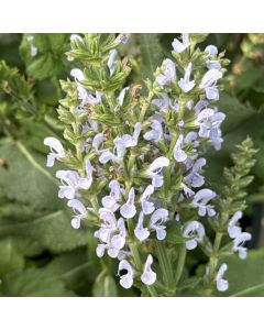 Sage 'Perfect Profusion' 1G